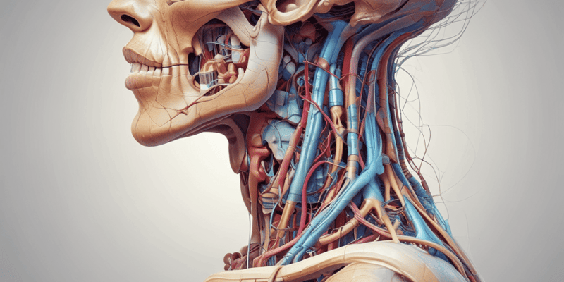Anatomie Régionale - Région Cervicale