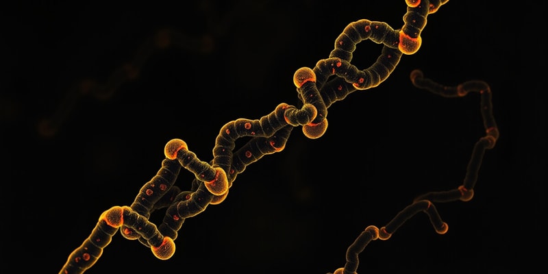 Human Chromosome Structure and Chromatin Types