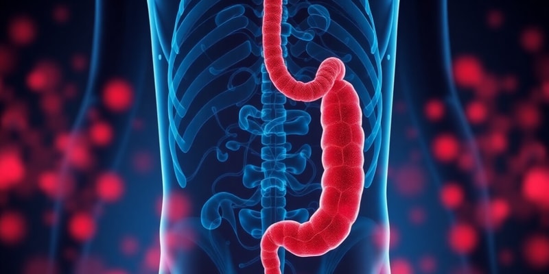 Lesson 21: Gastrointestinal Motility