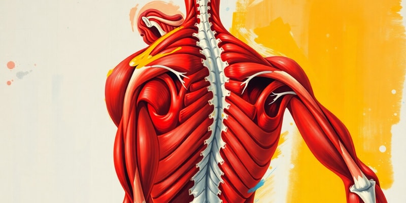 Movement Science Week 4 - Trunk Muscle Movements Review