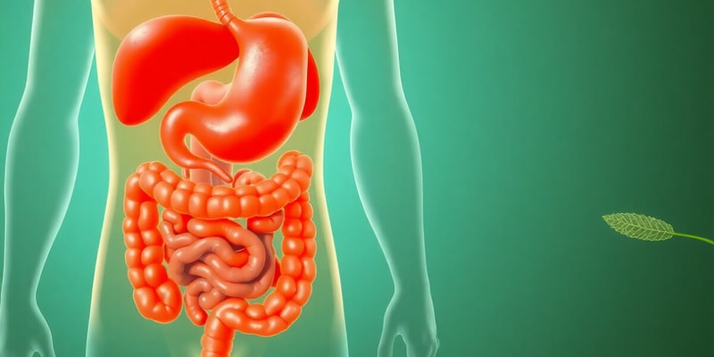 Human Digestive System Overview