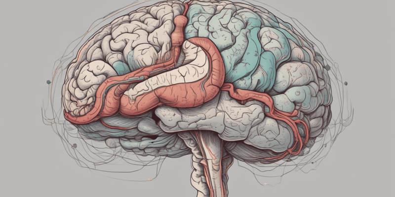 Brain Anatomy: Midsagittal View