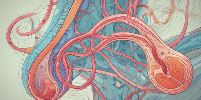 Nephron Functions and Structure