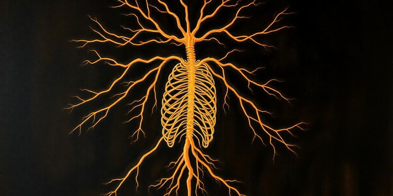 Autonomic Nervous System Overview