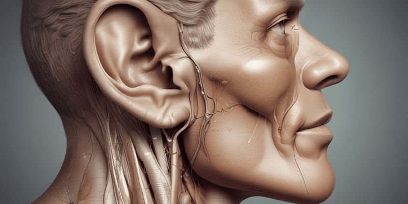 Ear Microanatomy