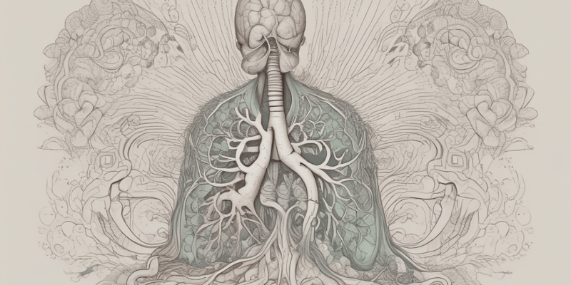 Abnormal Breath Sounds in Respiratory Anatomy