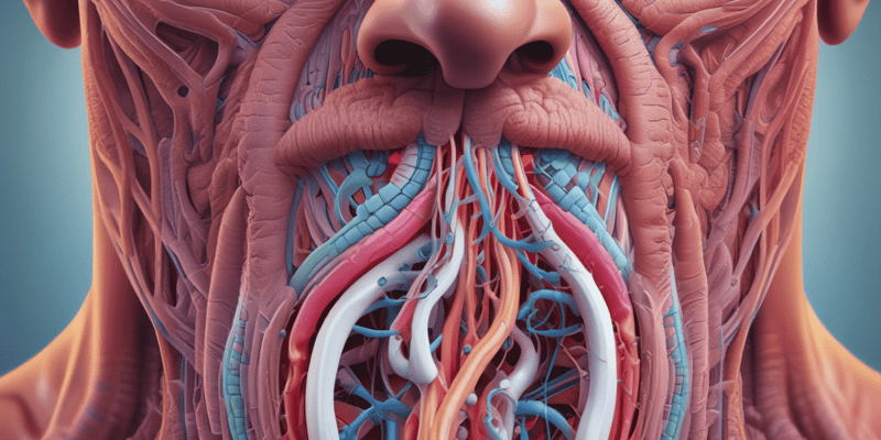 Respiratory System: Nose Anatomy and Functions