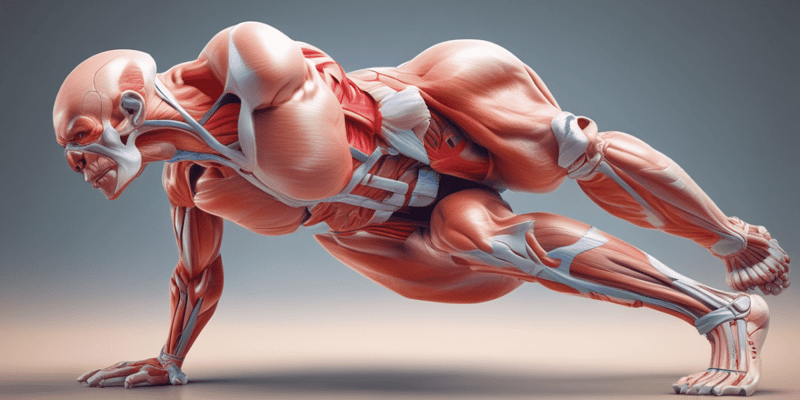 Muscle Anatomy of Lower Body Extremity (Thigh & Hip)