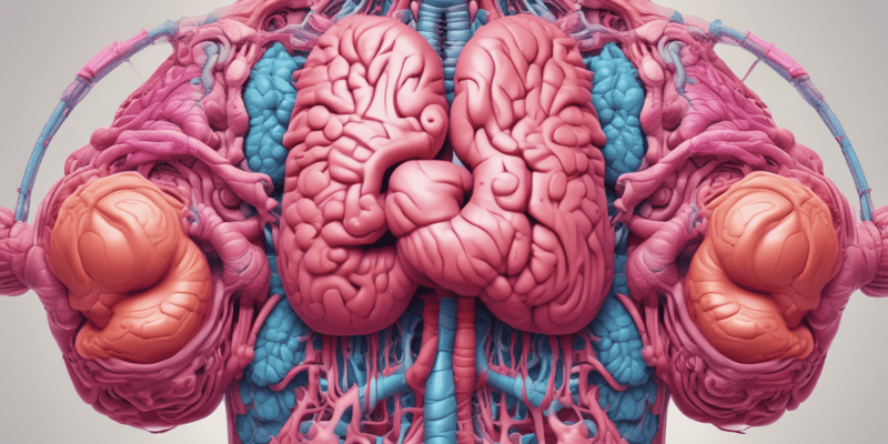 Human Digestive System Organs