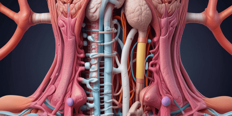 Digestive System Nerve Supply and Structure Quiz