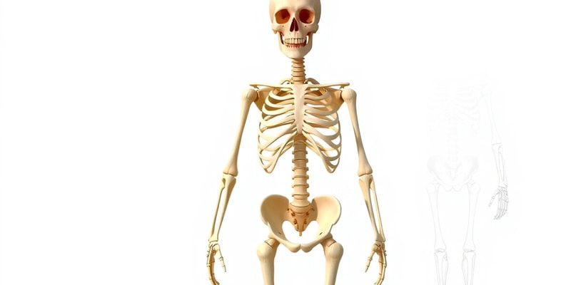 The Human Skeleton Overview