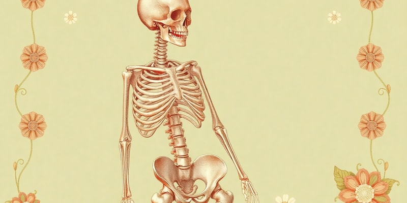 Human Skeleton Overview and Bone Types