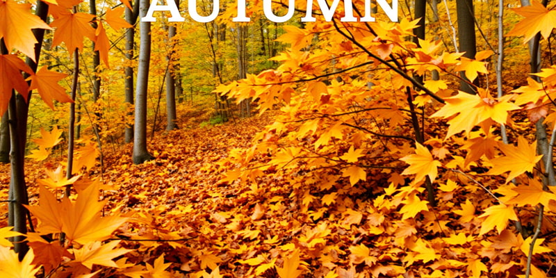 Autumn in Canada: Vocabulary Quiz