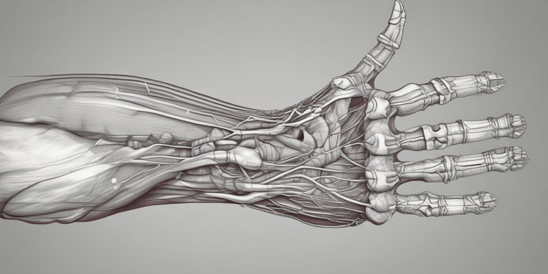 Anatomy of the Forearm Muscles