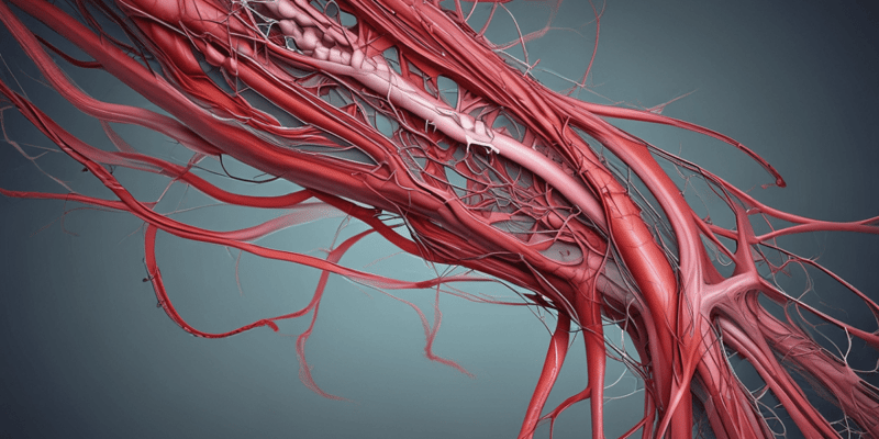 Anatomy of Arteries in Peripheral Vascular System
