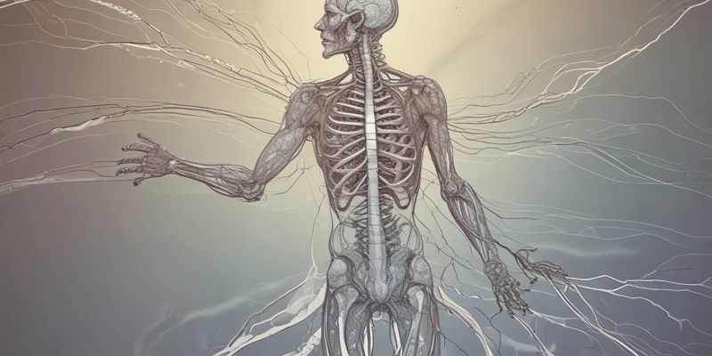 Central Nervous System Functions