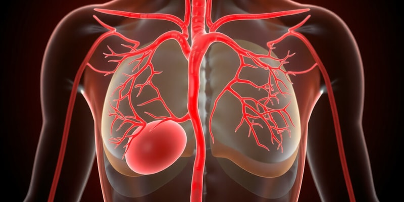 Human Circulatory System Overview