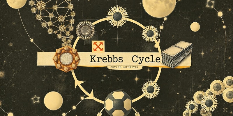 Ciclo de Krebs: Regulación y Metabolismo