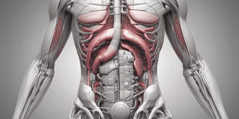 Abdominal Pain and Anatomy: Understanding the GI and Urinary Systems