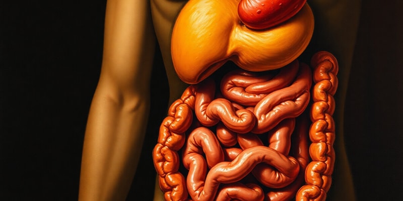 Human Digestive System Overview