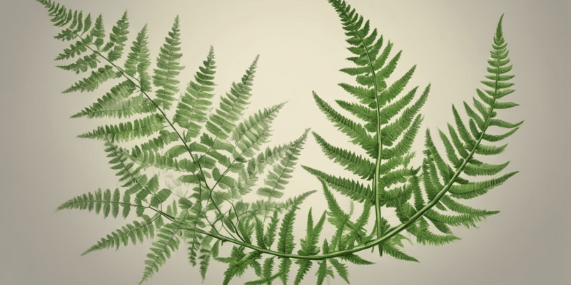 Fern Reproduction and Life Cycle