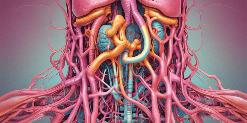 Digestive System Nervous Supply Overview