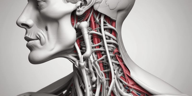 Anatomy of Hyoid Muscles