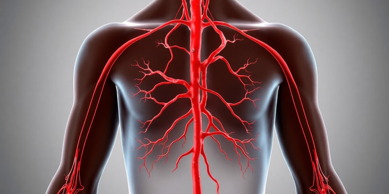 Arteries, Veins, and Lymphatic Systems