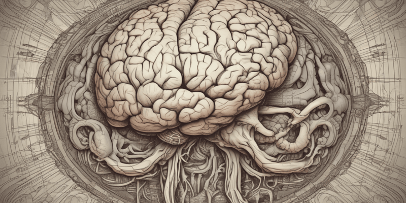 Brain Anatomy: Right Hemisphere