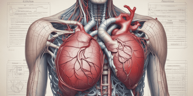 Anatomy of the Heart Atria