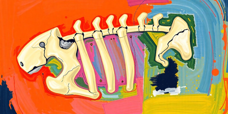 Bone Classification and Structure