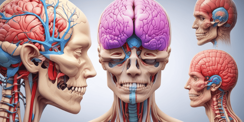 Cranial Nerves Quiz