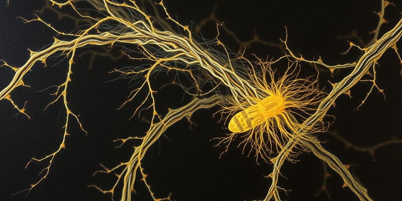 Cytoskeleton and Intermediate Filaments