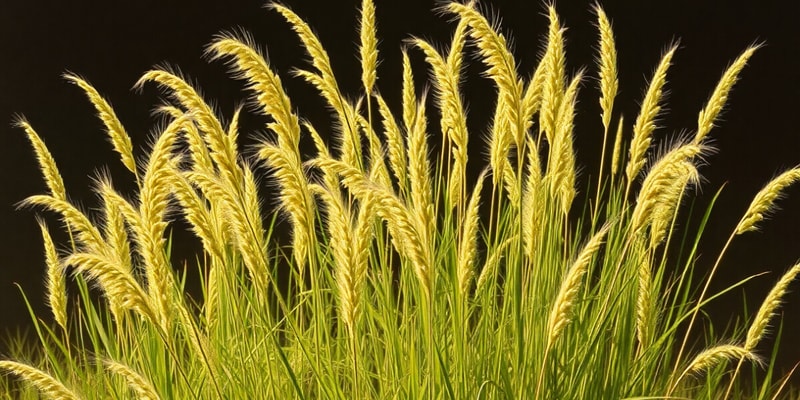 Eragrostis tef: Cultivation and Uses