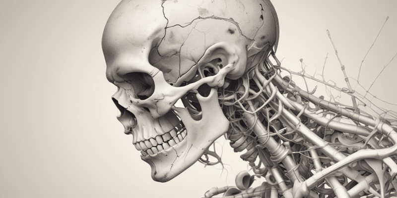La Scapula : Anatomie et Fractures