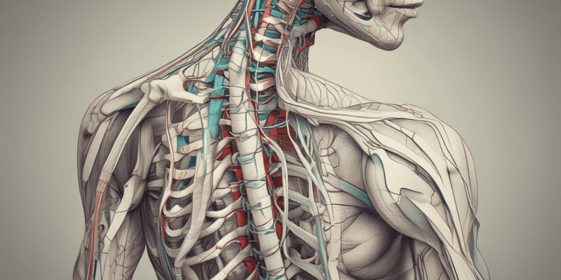 Innervation of Extrinsic Back Muscles and Skin