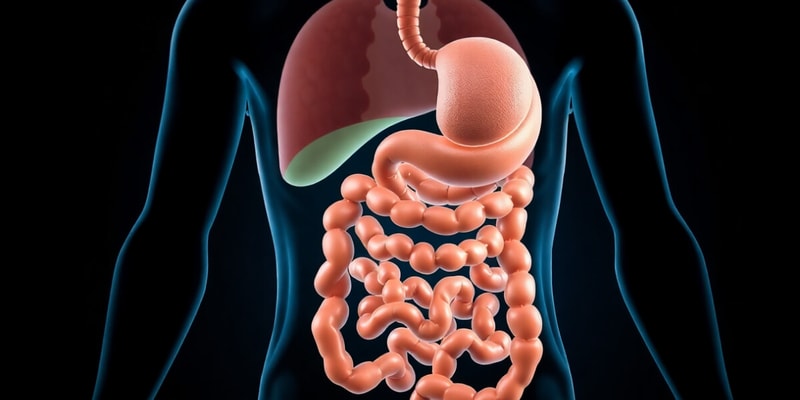 Digestive System Overview and Types