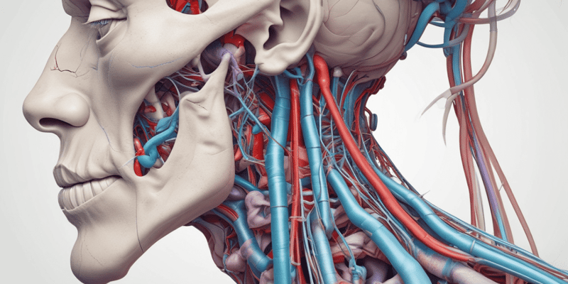 Ninja Nerd - Circulatory System | Veins of the Head & Neck | Flow Chart