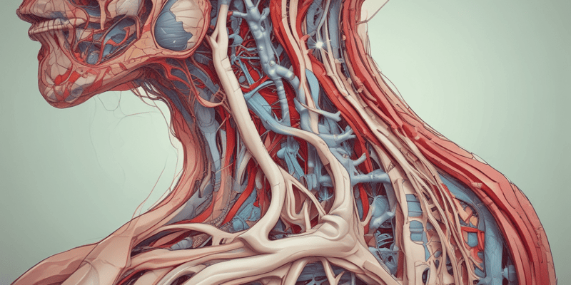 Human Anatomy - Arteries and Nerves Terminology