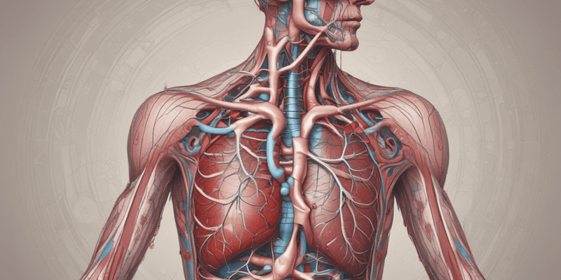Human Circulatory System Quiz