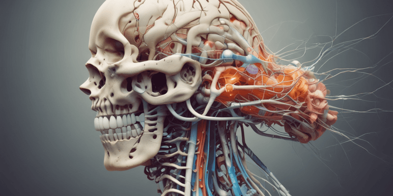 Neuroanatomy: Spinal Cord Reflexes Quiz