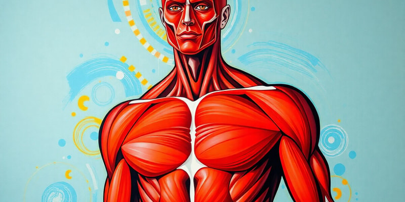 Muscular System Overview