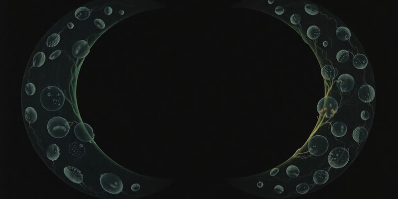 Cell Cycle Checkpoints and G0 Phase