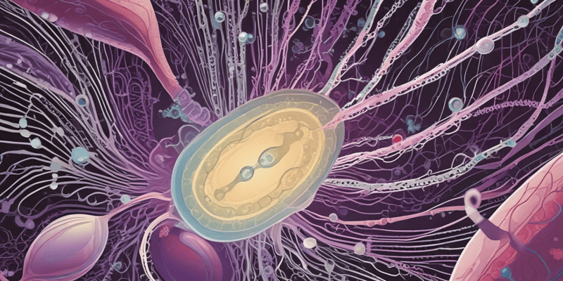 Spermatogenesis and Sperm Production