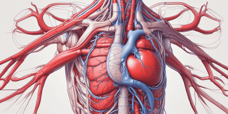 Biology Chapter 13 - The Cardiovassculer System