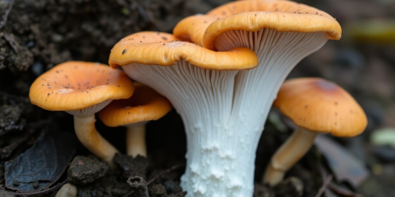 Fungi Reproduction and Ecology