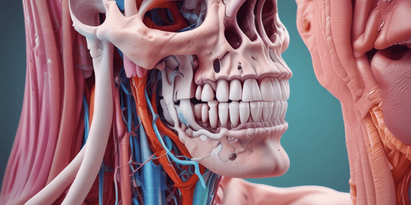 Human Anatomy: Nasal Cavity, Sinuses, and Pharynx Quiz