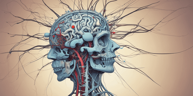 Anatomie et Développement du Système Nerveux Central