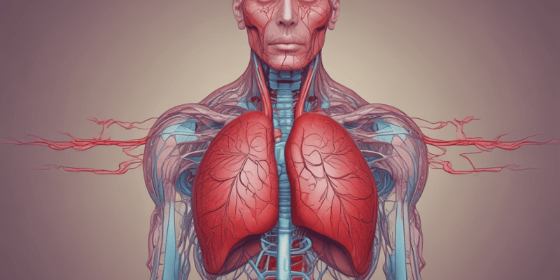 Cardiovascular Anatomy & Blood Flow Review
