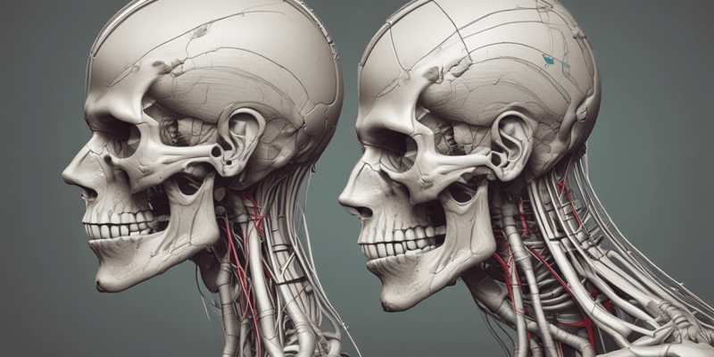 Anatomía I - Músculos del Cráneo
